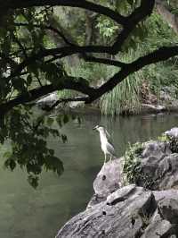 杭州西湖南山路，人文自然全覆蓋