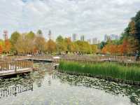 廈門濕地公園落羽杉紅了？？？