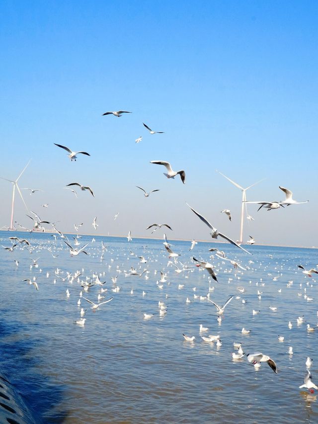 冬天總要來天津看一次海鷗吧