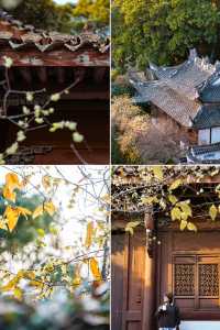 臘梅花開，永遠驚嘆於老祖宗骨子裡的審美！