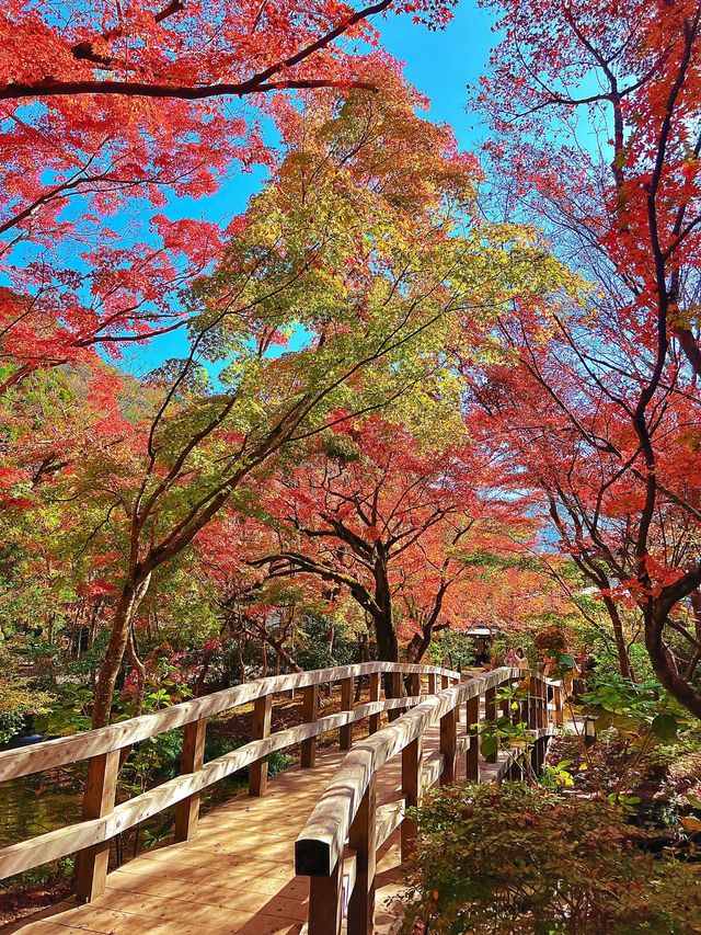 6天深度遊日本 這些玩法太火爆必收藏