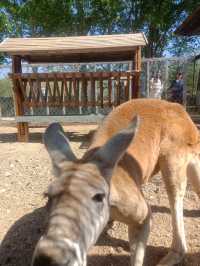 安徽大青山野生動物園 | 開啟超治癒的動物奇遇記