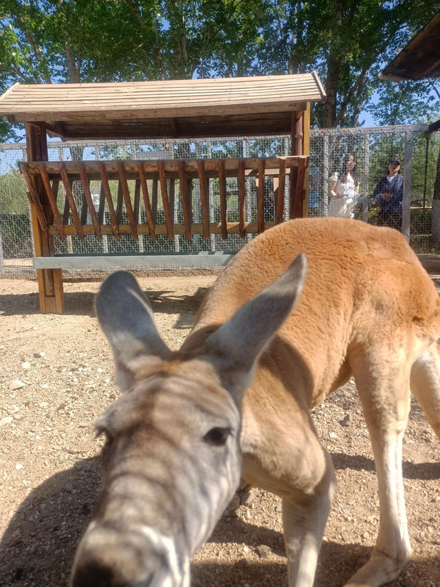 安徽大青山野生動物園 | 開啟超治癒的動物奇遇記