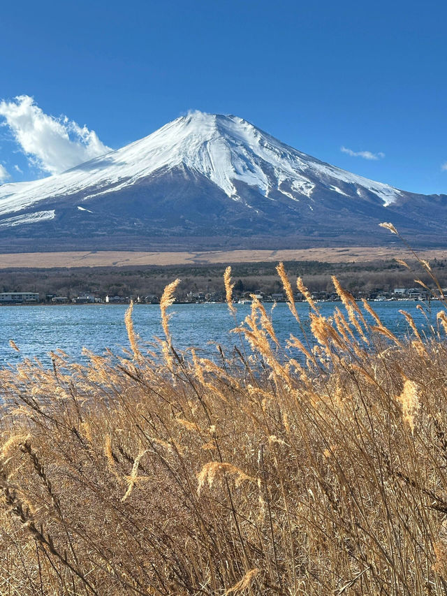 去富士山早知道只打卡山中湖就得啦！