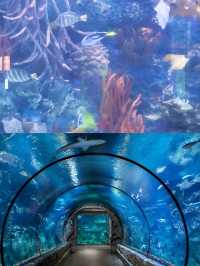 休斯頓市中心水族館的旅遊攻略