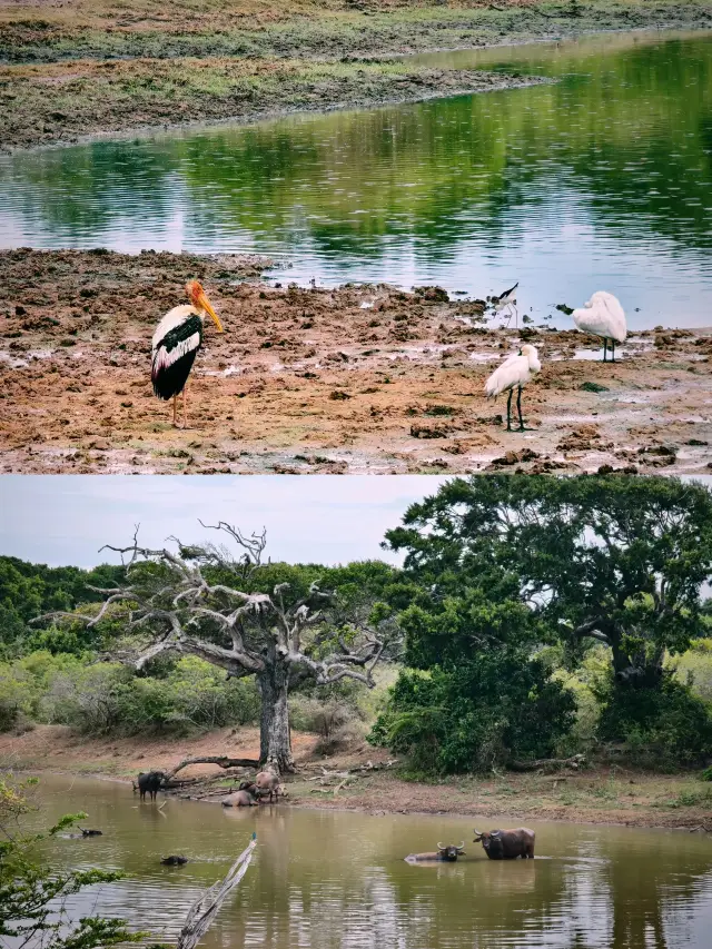 Sri Lanka in Winter: A Journey to Remember