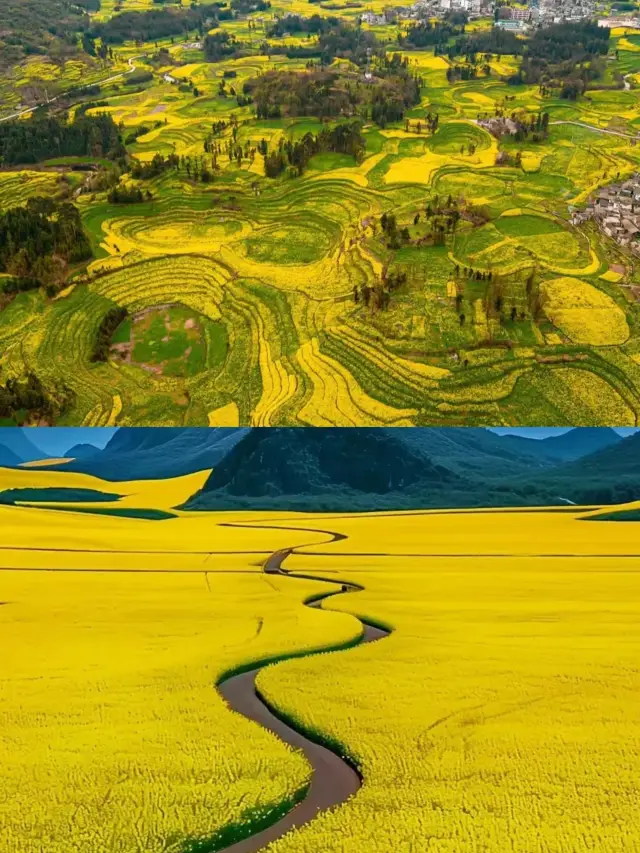 菜の花の天井！羅平観光攻略を保存して損なし