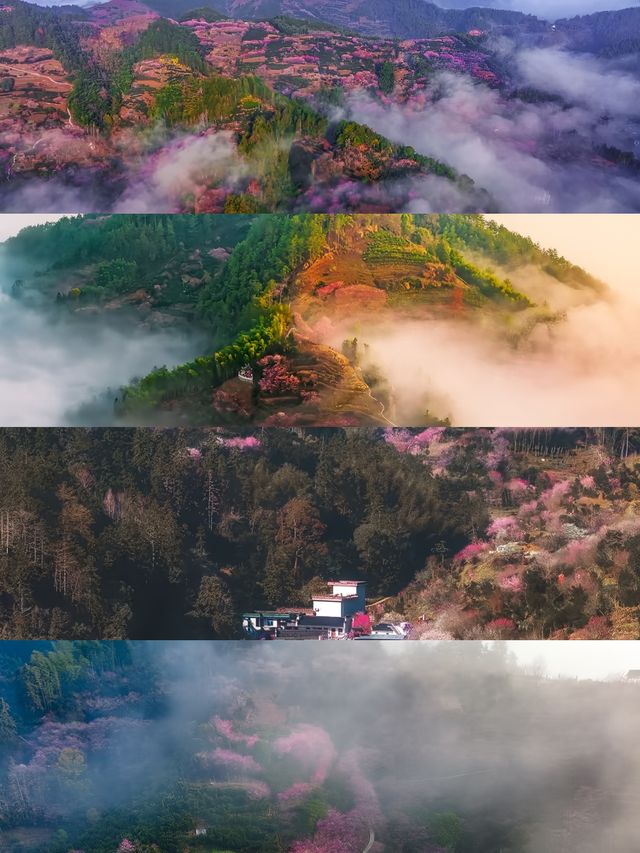 接下來的十天，將是這個村子一年中最美的時間