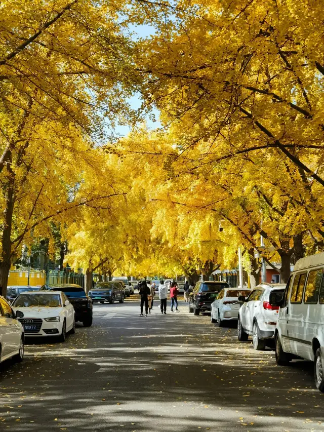 I flew to Beijing specifically for this ginkgo avenue.