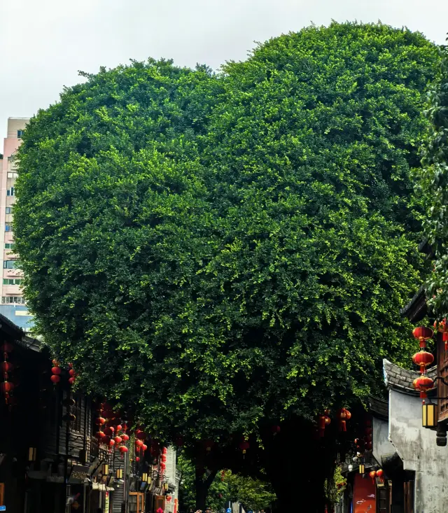 One Day in Fuzhou: A 24-Hour Whirlwind Itinerary