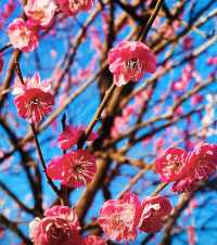 長興居然有梅花賞？