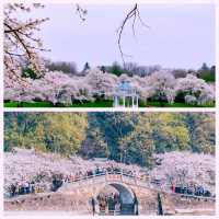 三月賞花地圖 | 奔赴浪漫花海啦！