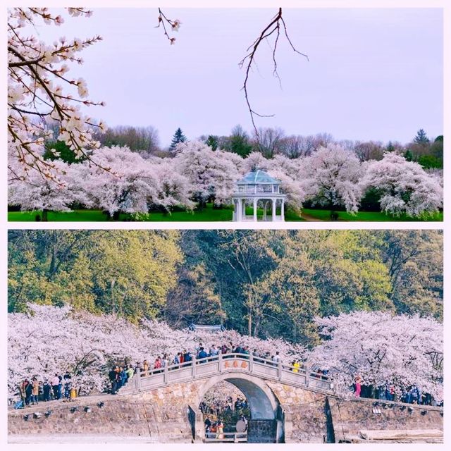 三月賞花地圖 | 奔赴浪漫花海啦！