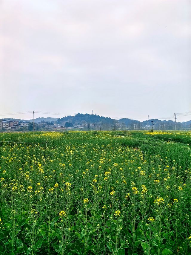 重慶周邊遊：陳摶故里崇龕花海景區