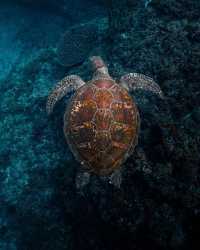 馬爾代夫·丹格迪島 | 與鯨鯊一起浮潛，人生圓滿了！