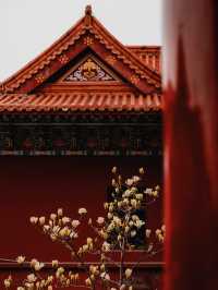 蘇州小眾賞玉蘭花聖地，美到失語