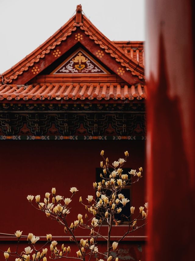 蘇州小眾賞玉蘭花聖地，美到失語