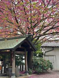 蔵前神社巡り⛩️｜東京のパリミモザ？