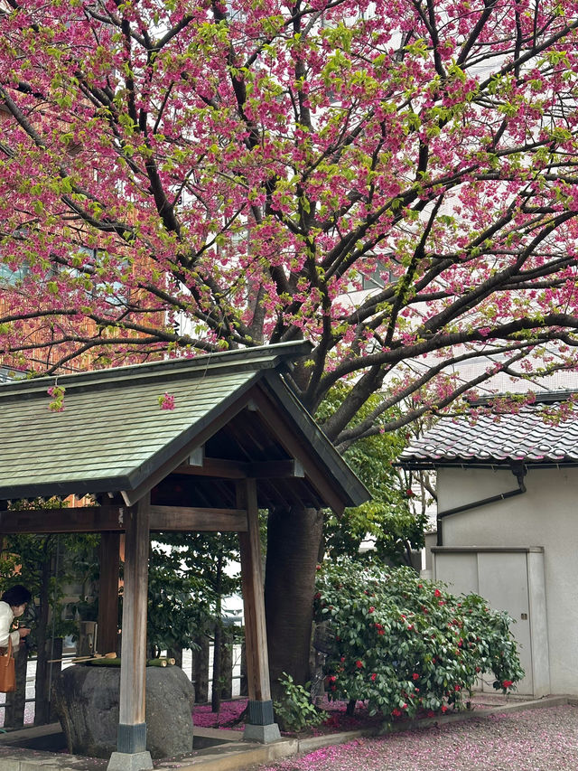 蔵前神社巡り⛩️｜東京のパリミモザ？