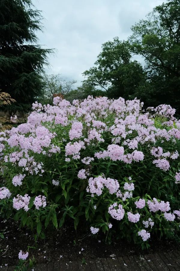 Discover the Summer Beauty of Kew Gardens