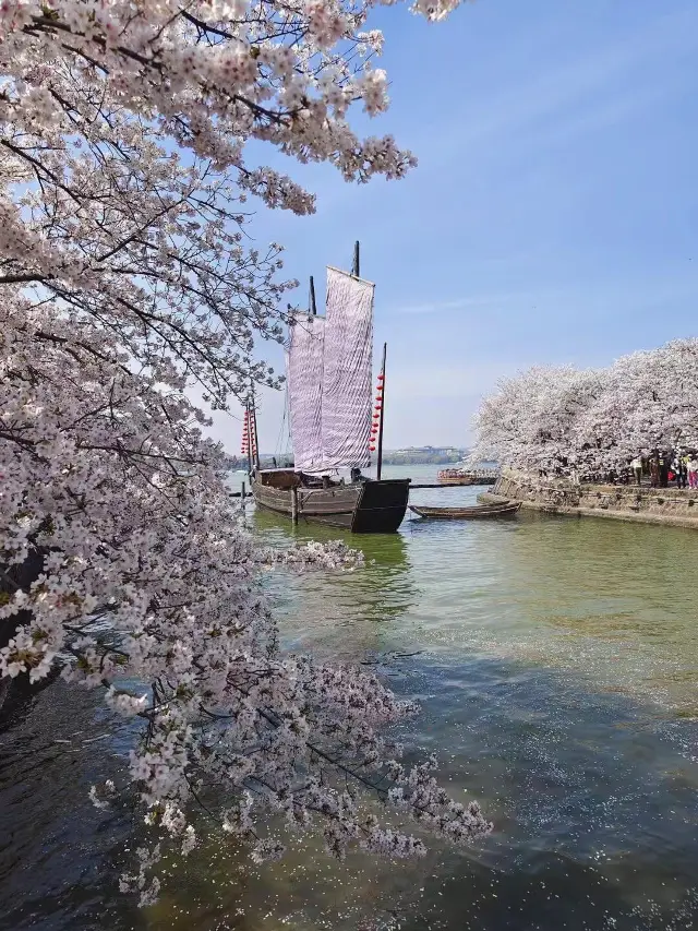 장쑤·우시 위안터우주 벚꽃 시즌 최고의 벚꽃 감상 완벽 가이드