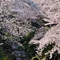 🌸新山公園 𓅹‬𓂃˒