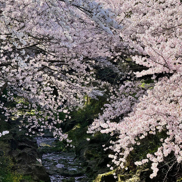 🌸新山公園 𓅹‬𓂃˒