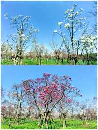 上海世紀公園，玉蘭花競相綻放