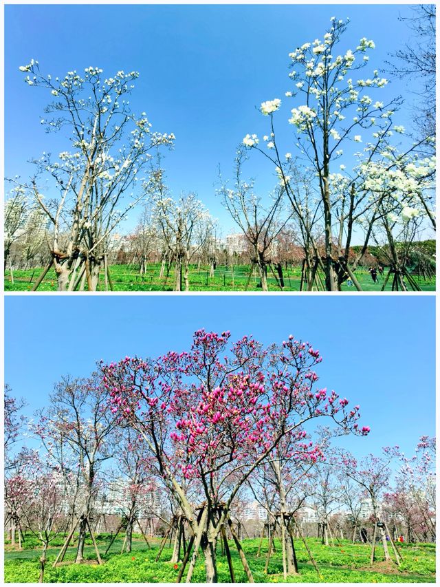 上海世紀公園，玉蘭花競相綻放
