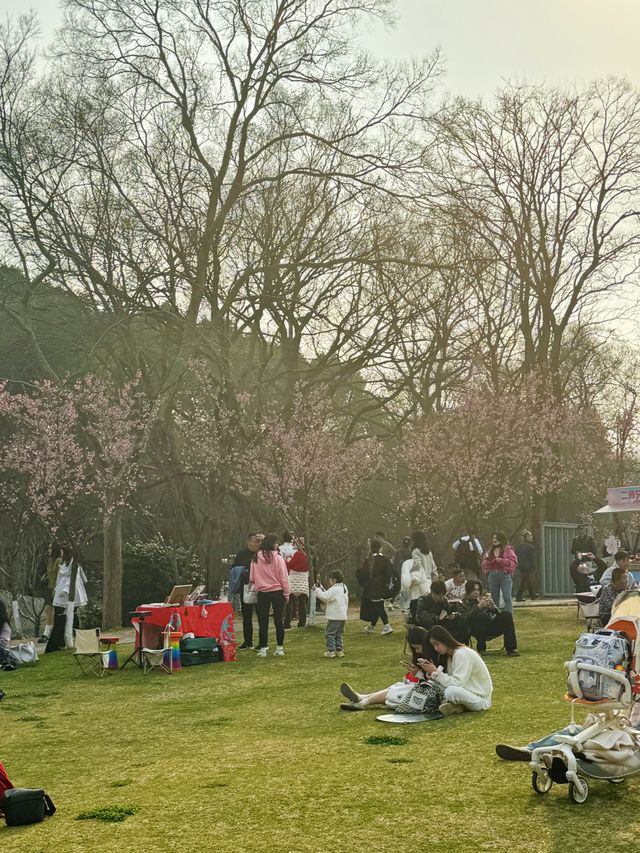 南京中山植物園北園賞櫻攻略！