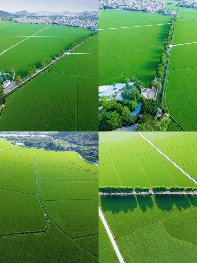 400000平方米的格桑花海，就在廣東！