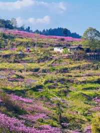 成都3月徒步桃花海｜避開人潮私藏路線