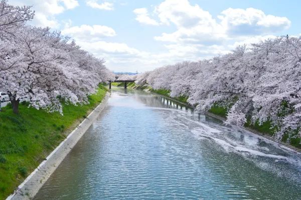 2024 Japan Cherry Blossom Season Summary (Recommendations and Avoidances)