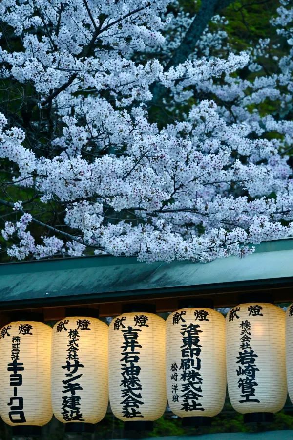 2024 Japan Cherry Blossom Season Summary (Recommendations and Avoidances)