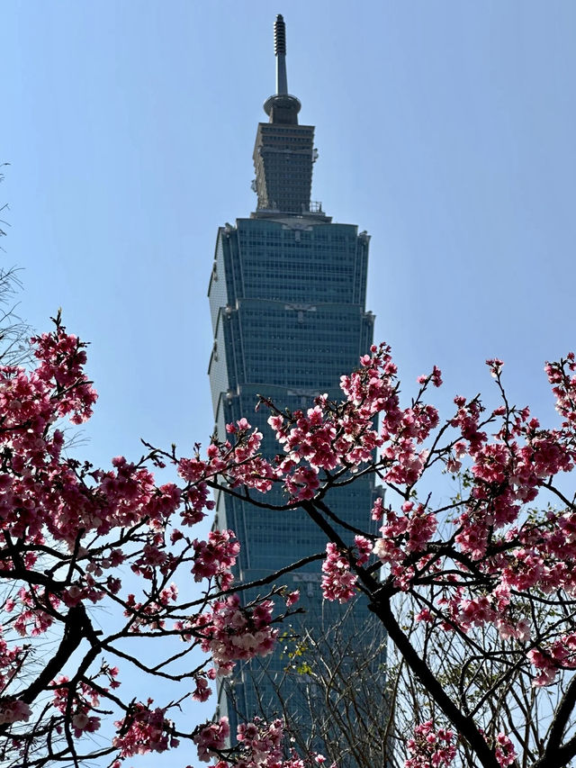櫻舞春光，靜謐松江