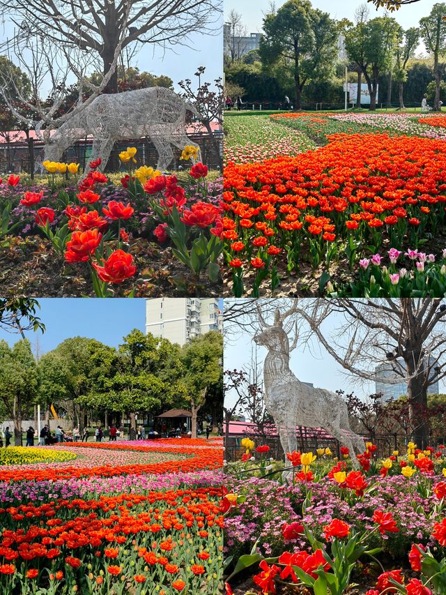 魔都嘅春天，又點可以錯過大寧鬱金香公園