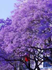 西昌藍花楹季超詳攻略：邂逅紫色夢幻，解鎖小眾煙火