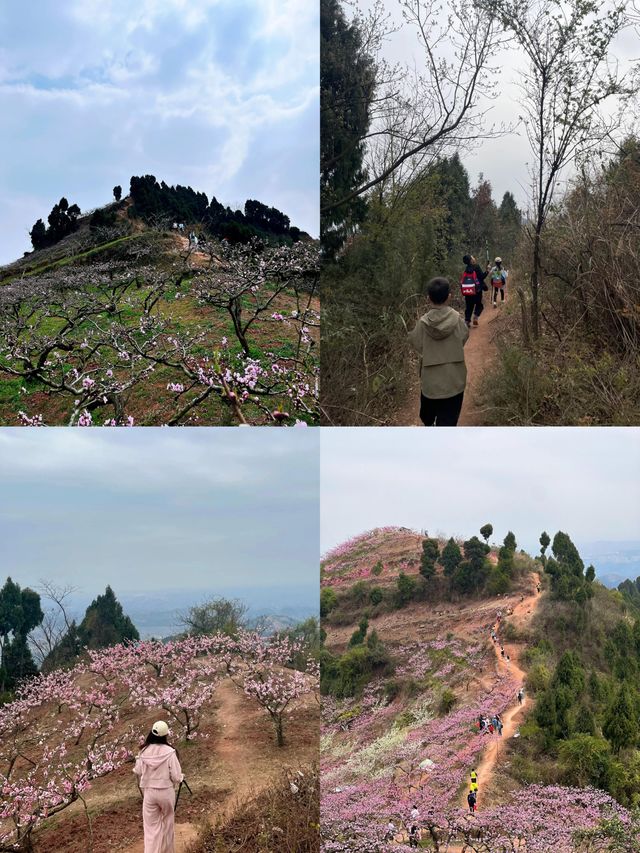 桃花季石經寺遠足，千萬別嘴硬！