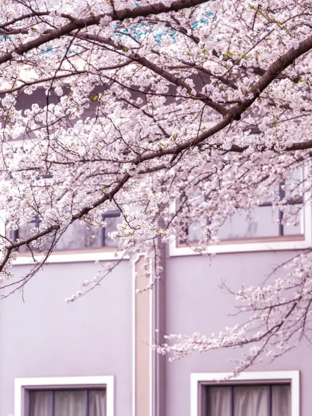 2025 Wuhan University Cherry Blossom Viewing Guide
