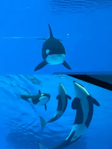 珠海長隆真的太好玩了，下次不來了