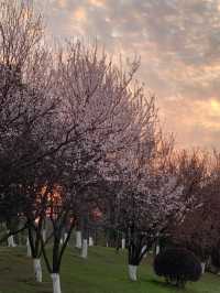 西湖公園踏春聖地