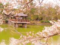 🌸Trip接送機|日本春日出遊指南·名古屋1