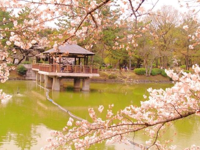 🌸Trip接送機|日本春日出遊指南·名古屋1