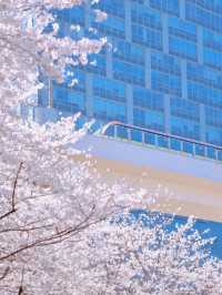 上海開往春天的列車🌸盛放附機位攻略