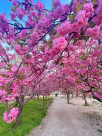 北京賞花了