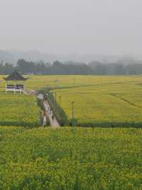 莫負春光，德陽油菜花田浪漫指南