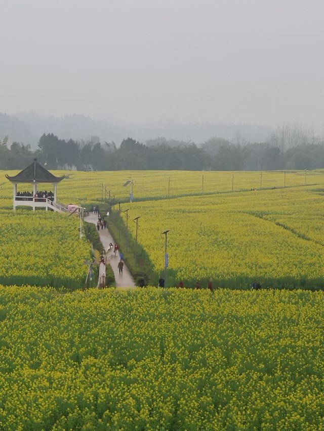 莫負春光，德陽油菜花田浪漫指南