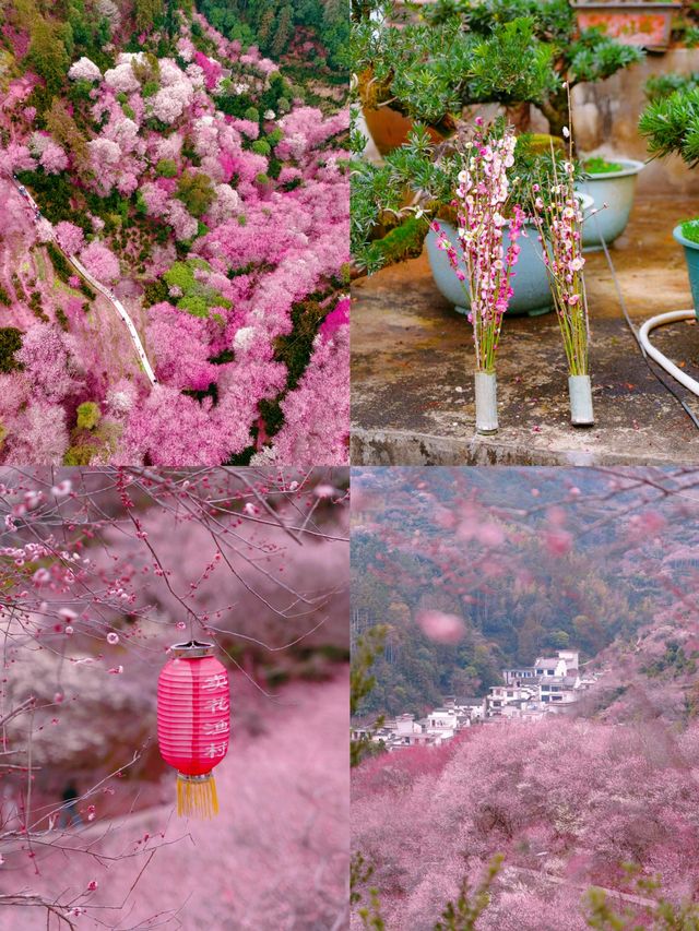 本以為是漁村，結果被漫山梅花驚艷到！
