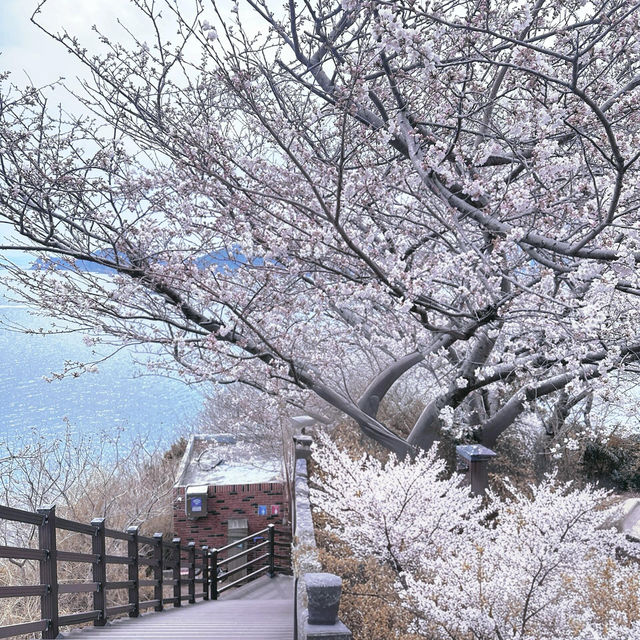 釜山追櫻奇遇，邂逅動漫同款浪漫🌸