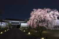 🌸Trip接送機|日本春日出遊指南·關西篇2